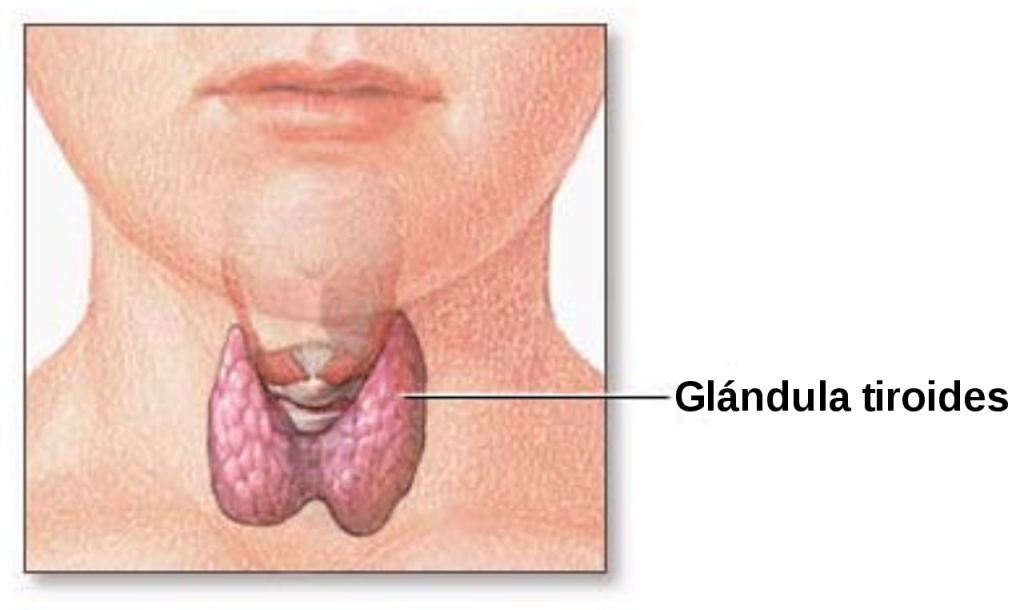 1280px-Thyroid_gland-es.svg Gráfico situación glándula tiroides en el cuello