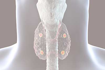 glandulas_paratiroides glándulas paratiroides